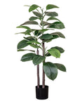 Rubber Plant | 4 ft