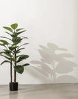 Rubber Plant | 4 ft
