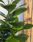 Rubber Plant | 4 ft