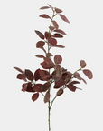 Burgundy Smoketree Foliage