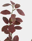Burgundy Smoketree Foliage