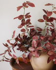 Burgundy Smoketree Foliage