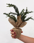 Burlap Cypress Tree
