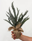 Burlap Frosted Cypress Tree