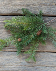 Douglas Fir Spray