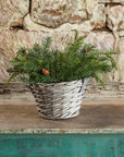 Douglas Fir Spray