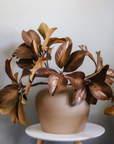 Natural Magnolia Leaf Spray