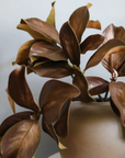 Natural Magnolia Leaf Spray