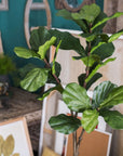Fiddle Leaf Tree