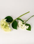 Green Hydrangea Stem