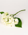 Green Hydrangea Stem