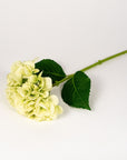 Green Hydrangea Stem
