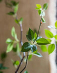 Green Leaf Tree