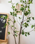 Green Leaf Tree