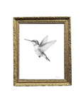 Hummingbird Sketch Vintage Print