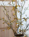 Long Weigela Flower Stem