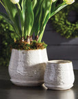 Quincy Pot
