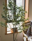 Olive Tree