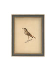 Bird Framed Antique Art