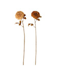 Pompon Dahlia Stem