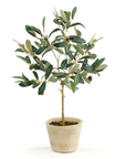 Potted Olive Tree | 19.5"