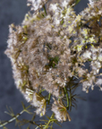 Queen Anne's Lace | Blush