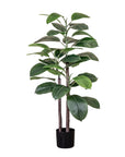 Rubber Plant