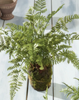 Soft Fern Drop-In | 13"