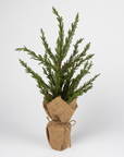 Burlap Cypress Tree