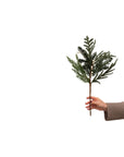 White Berry Evergreen Stem