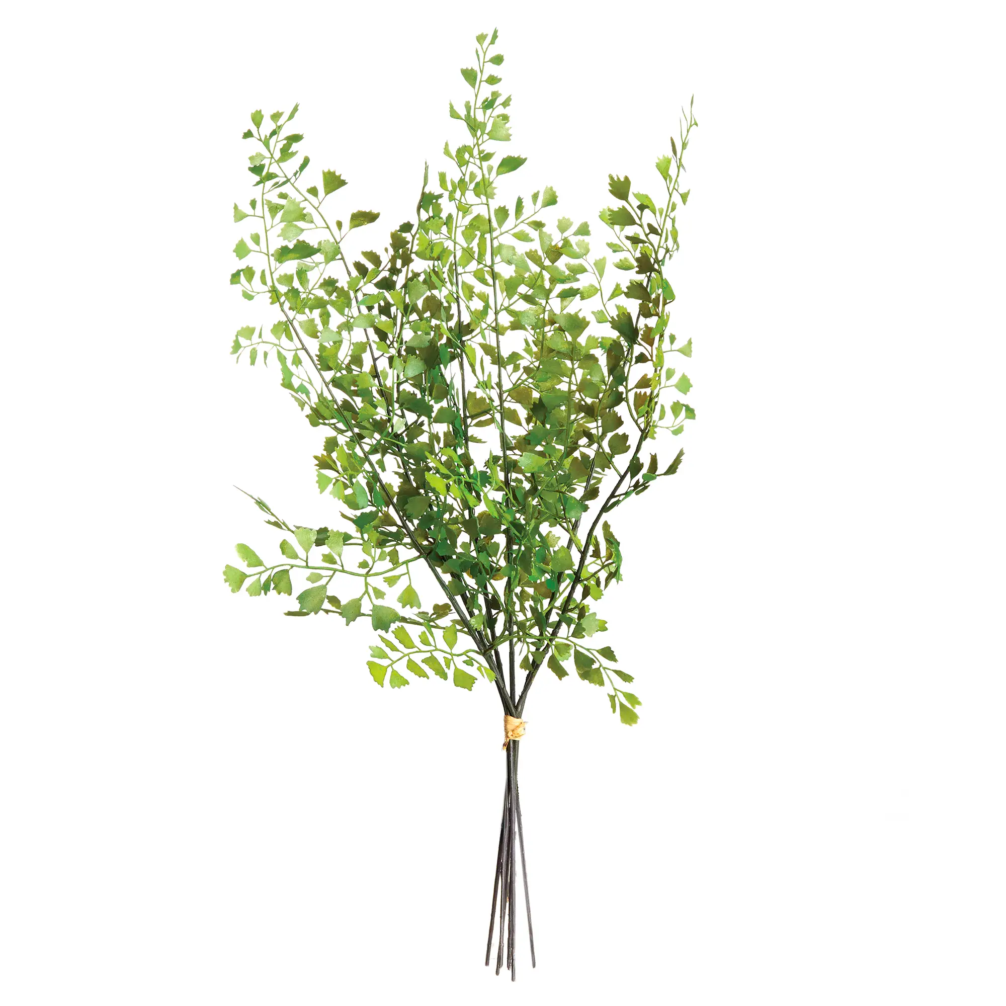 Maidenhair Stem