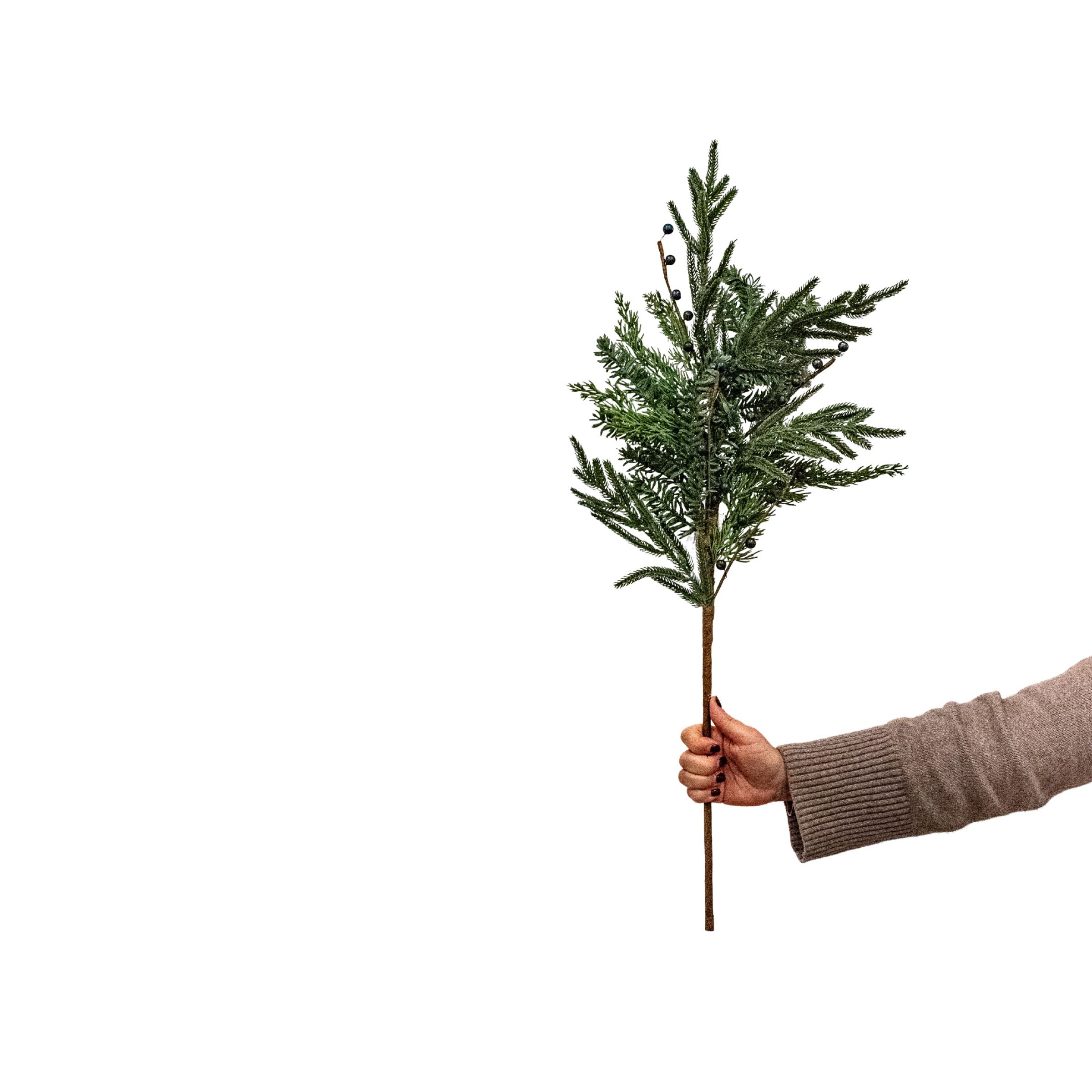 Blueberry Evergreen Stem