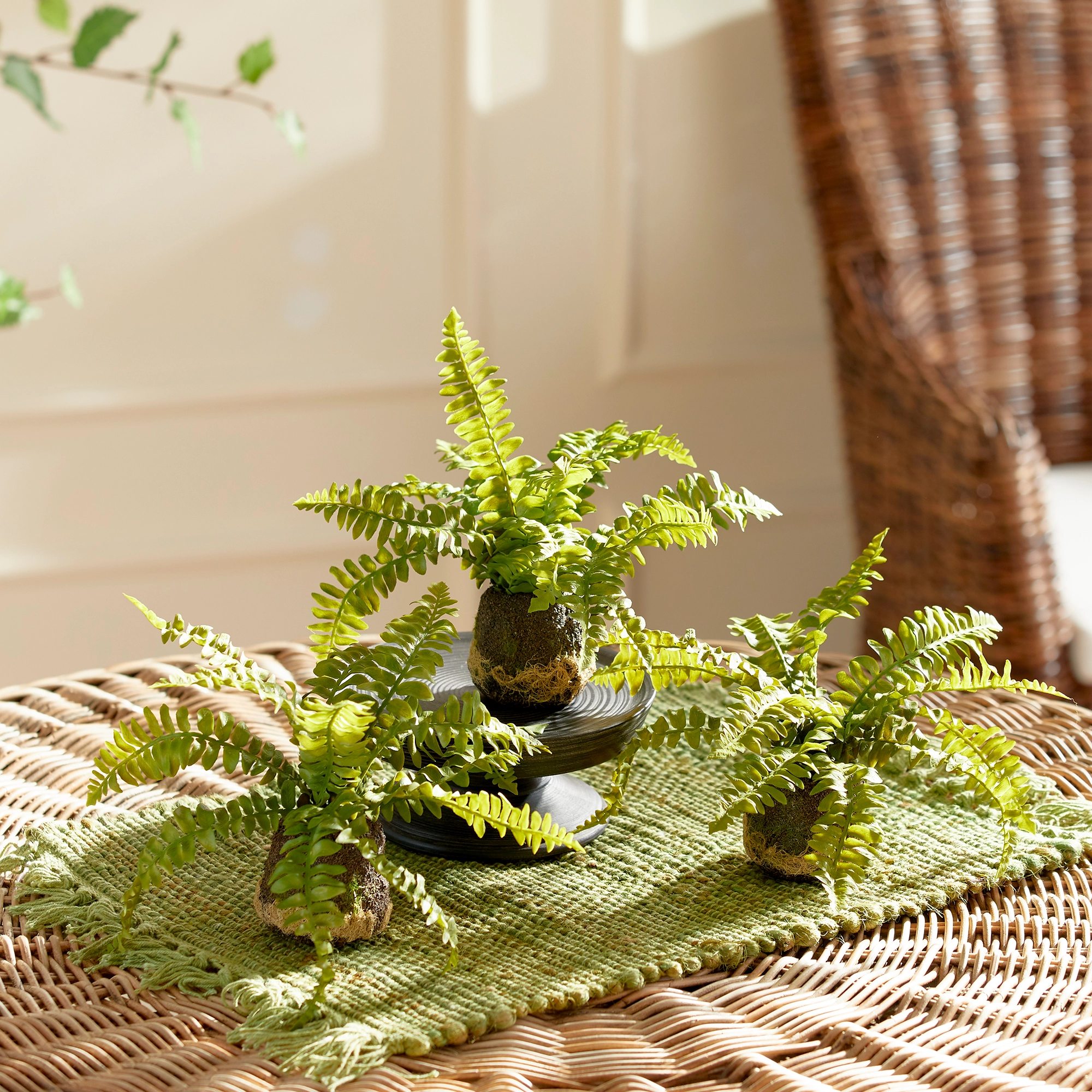 Boston Fern Drop-In