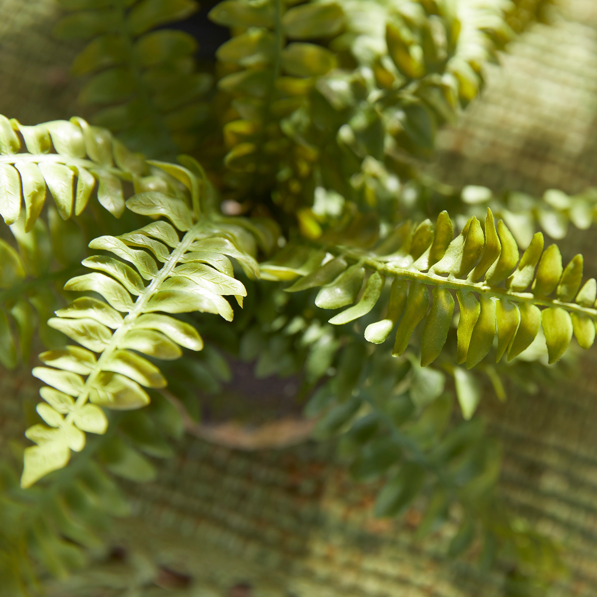 Boston Fern Drop-In