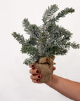 Burlap Frosted Pine Tree