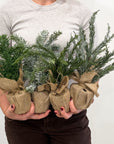 Burlap Frosted Pine Tree