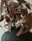 Dried Eucalyptus Stem | Purple