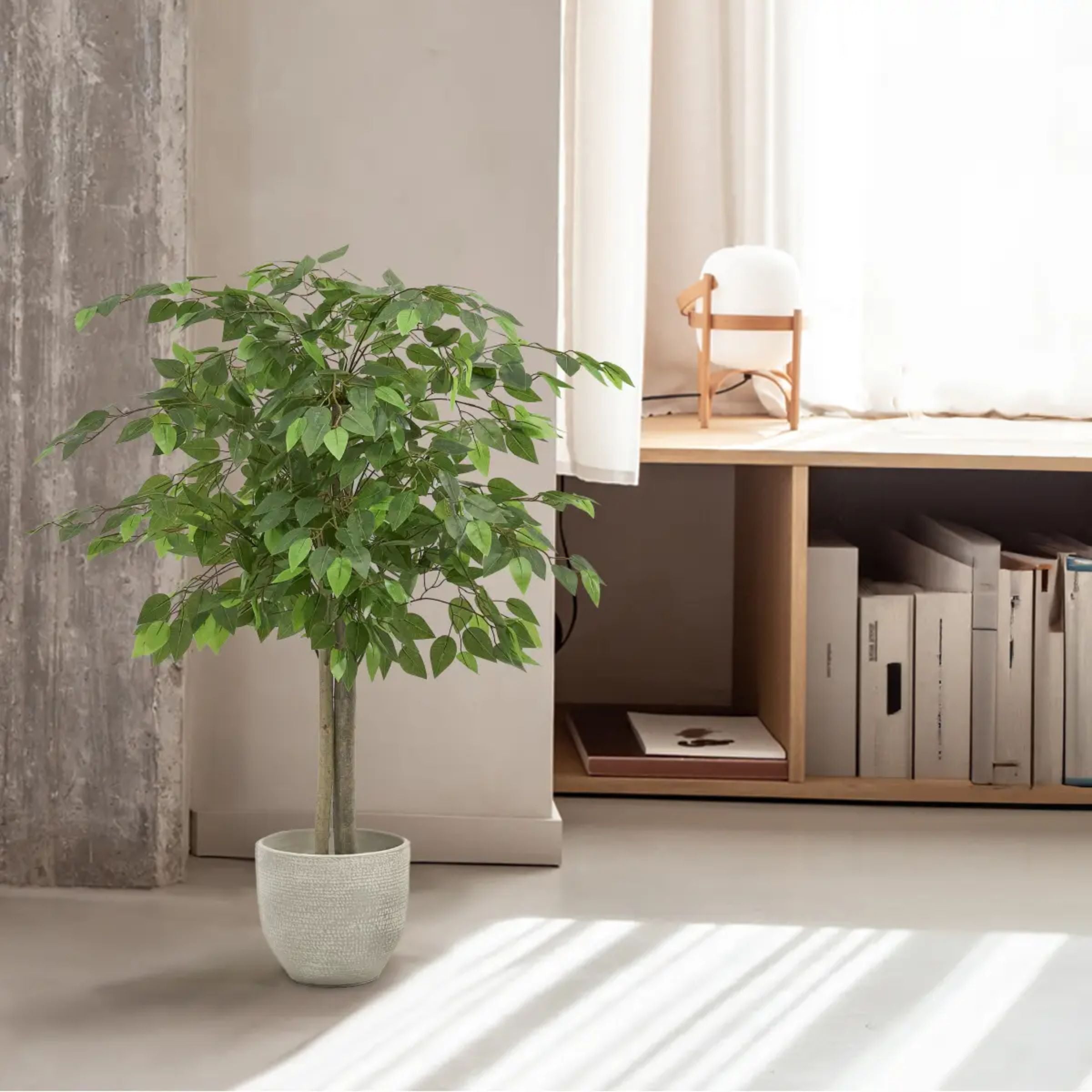 Ficus Tree
