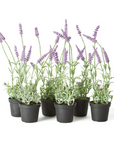 French Lavender Drop-In - 13"