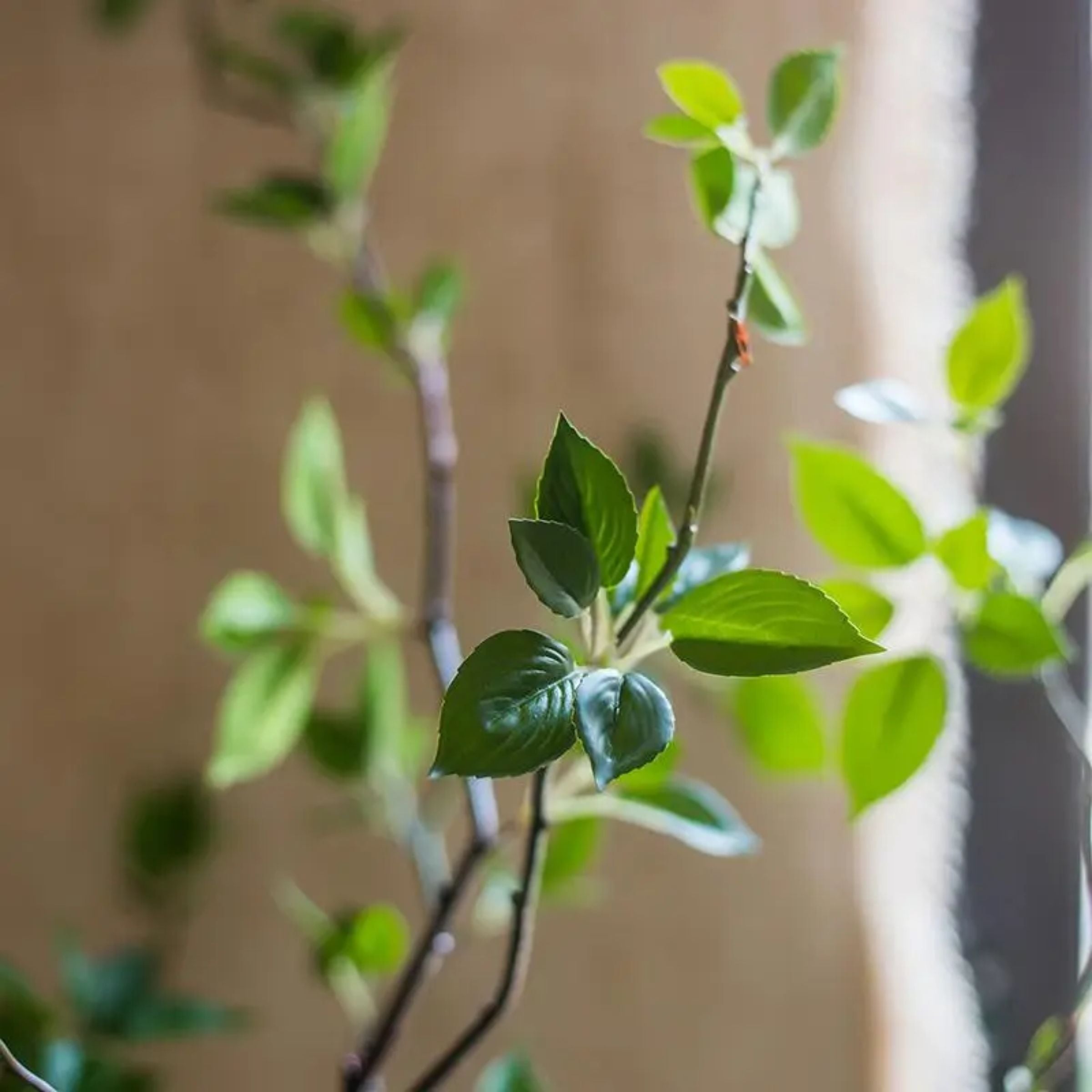 Green Leaf Tree
