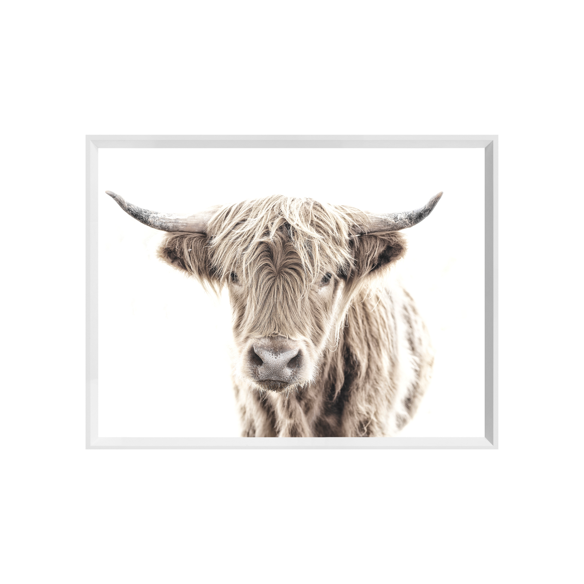 Highland Cow - White Frame