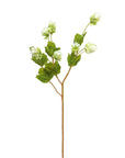 Hops Stem | Green