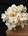 Hydrangea Bouquet | Cream