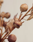 Autumn Nut Spray