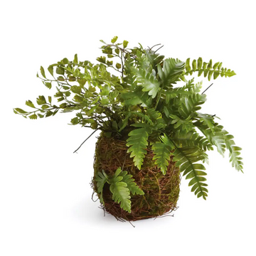 Mixed Fern Drop-In
