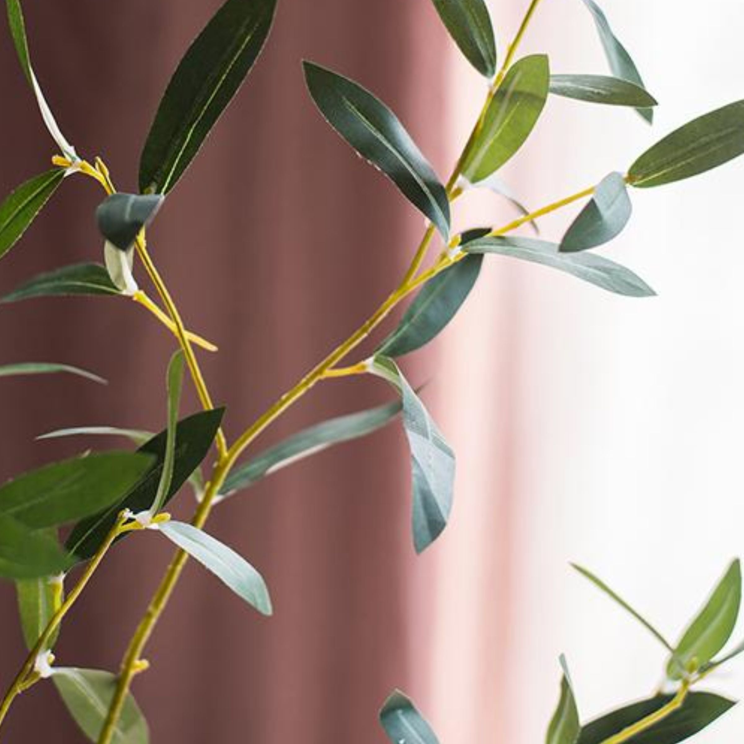 Olive Leaf Stem