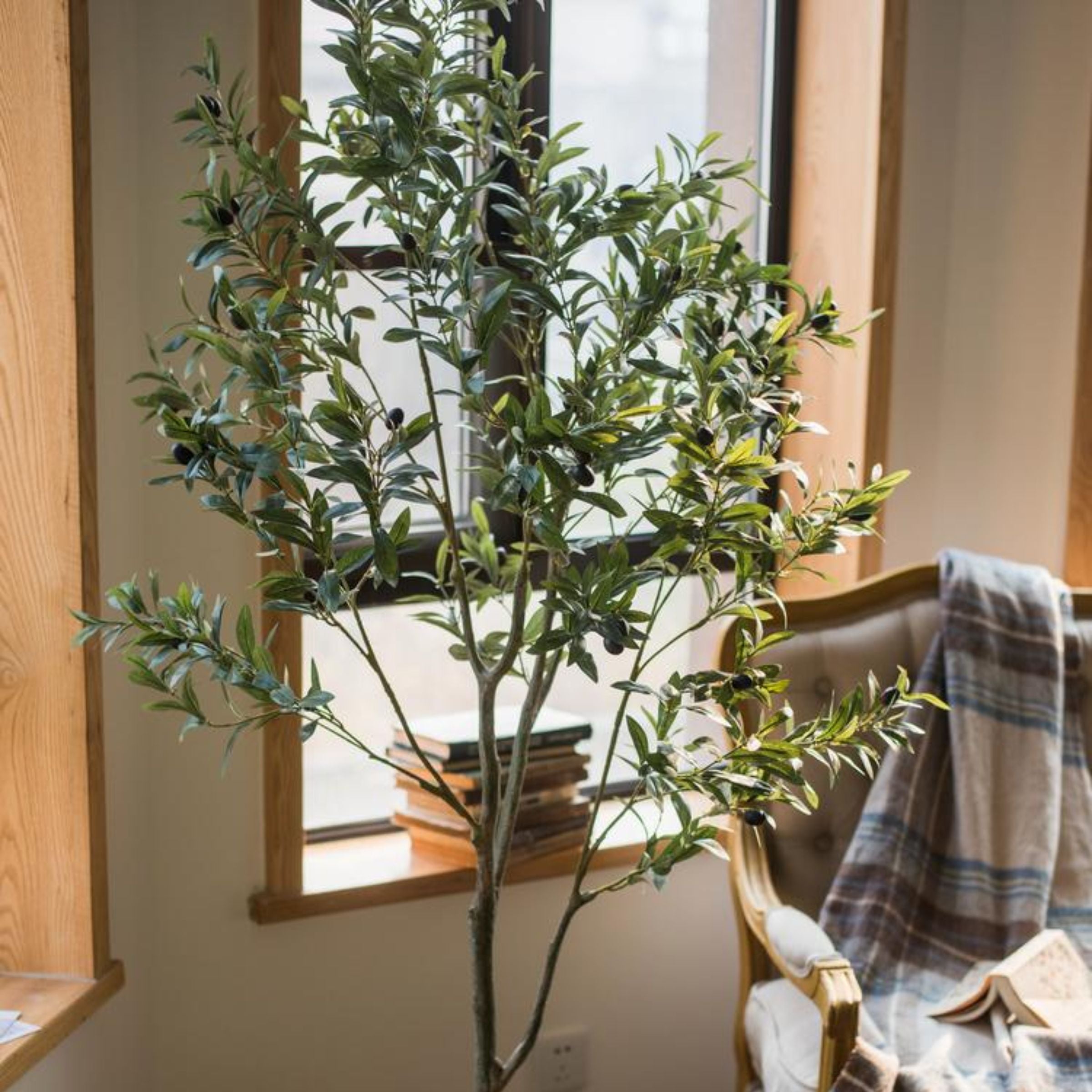 Olive Tree – Simone & Ivy