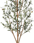 Olive Tree