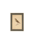 Bird Framed Antique Art