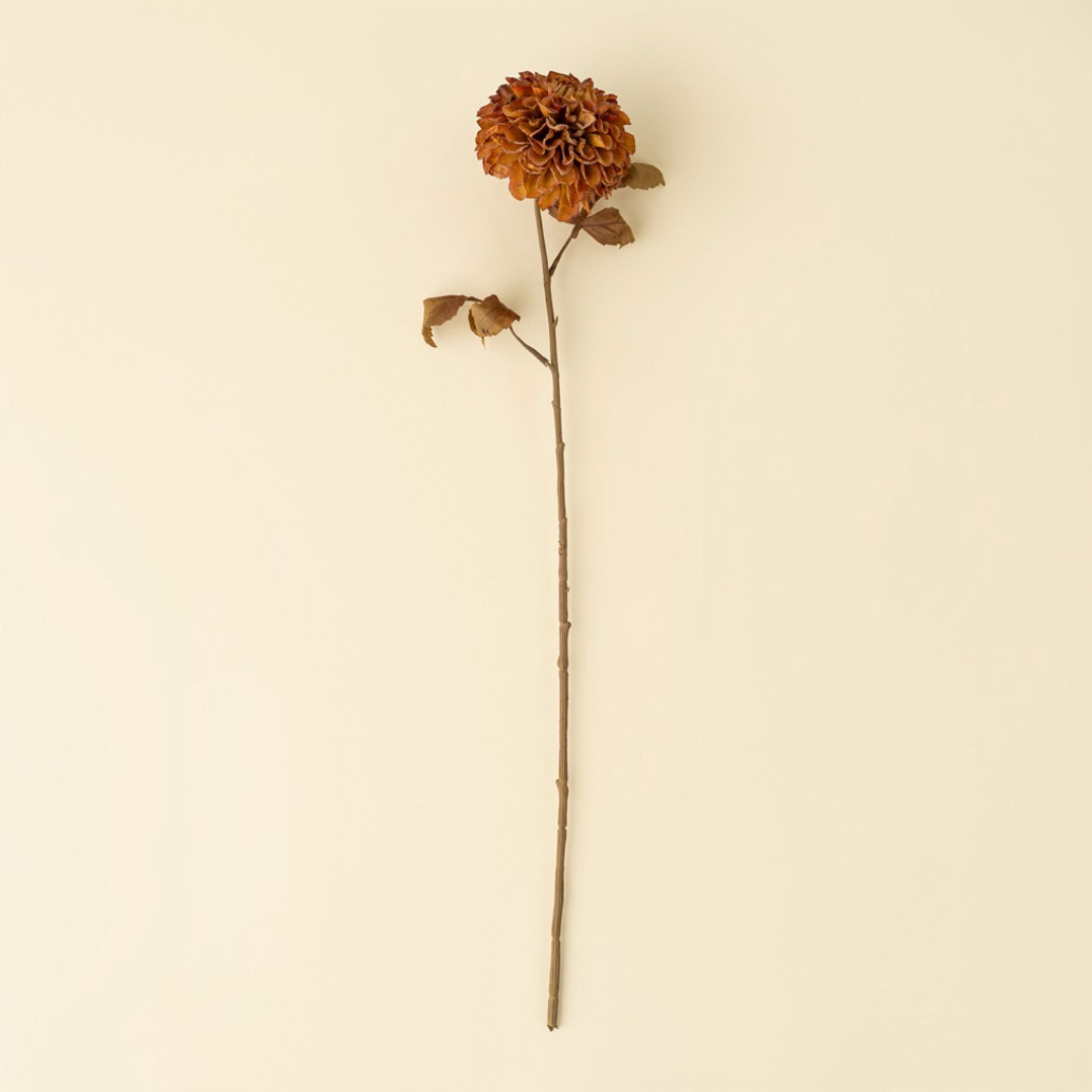 Pompon Dahlia Stem